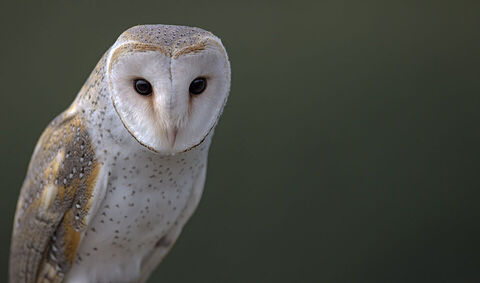 Canvas Print - Barn Owl B02