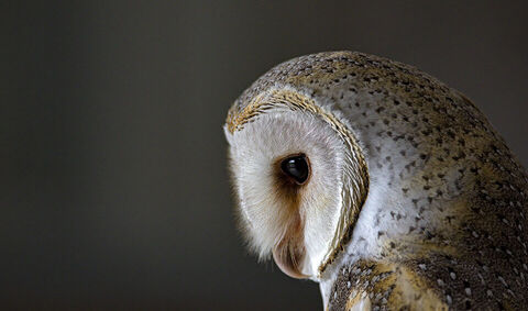 Canvas Print - Barn Owl B04