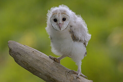 Canvas Print - Barn Owl B05