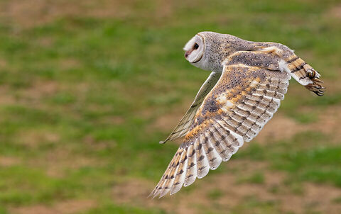 Canvas Print - Barn Owl B06