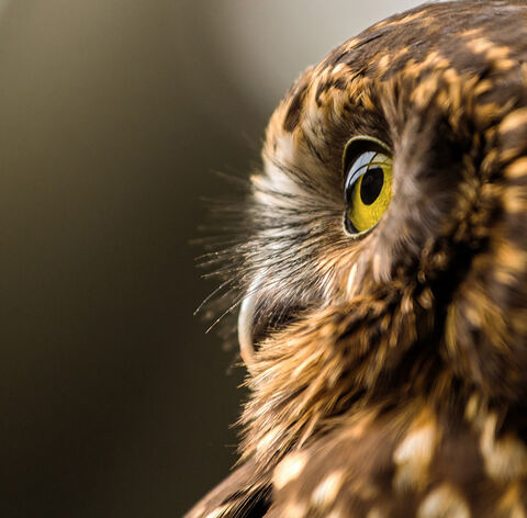 Canvas Print - Morepork M01