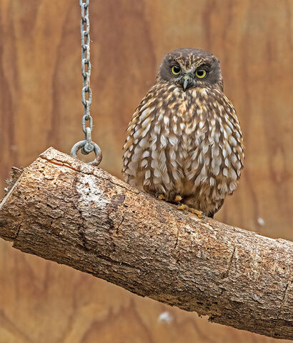 Canvas Print - Morepork M05