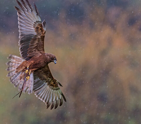 Canvas Print - Hawk H03