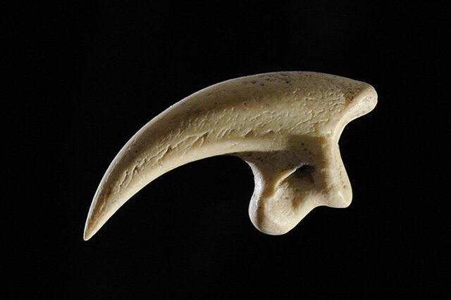 Fossil Replica Extinct NZ Eagle