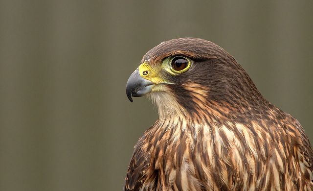 Canvas Print - Falcon F03
