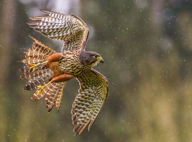 Canvas Print - Falcon F05