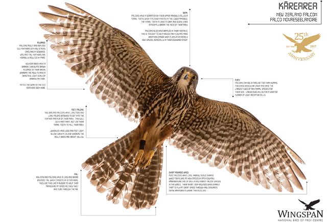 25th Anniversary Falcon Poster