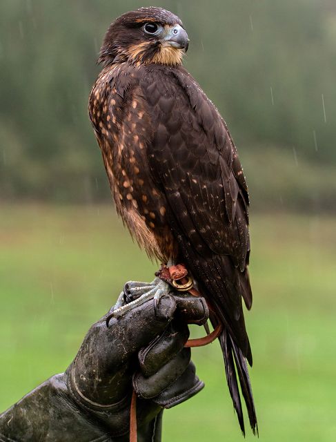 Canvas Print - Falcon F06