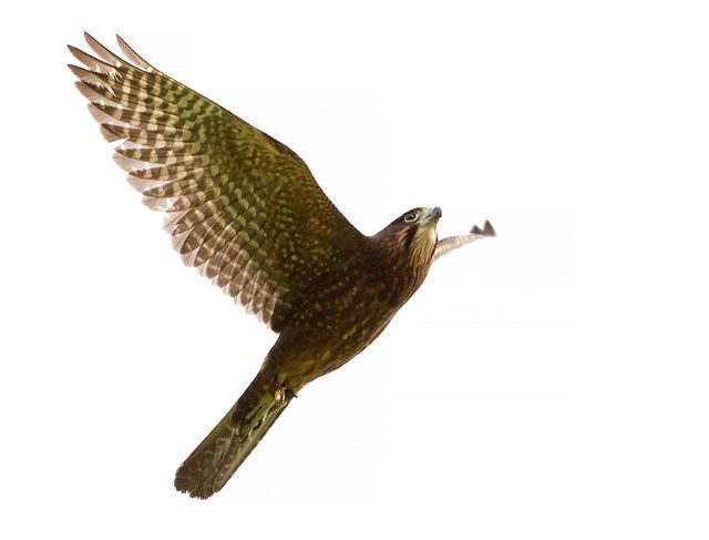 Canvas Print - Falcon F07