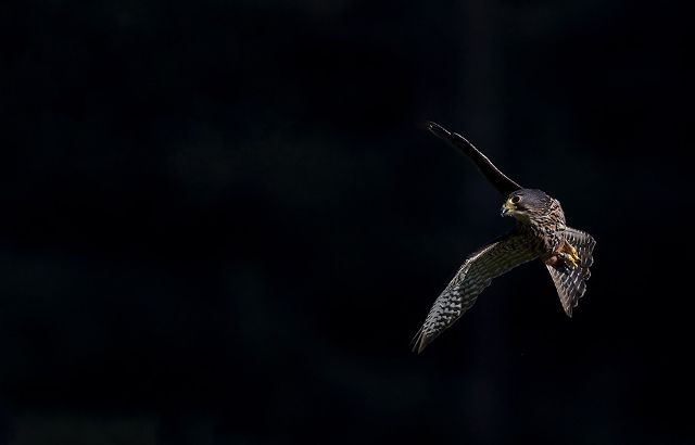 Canvas Print - Falcon F11