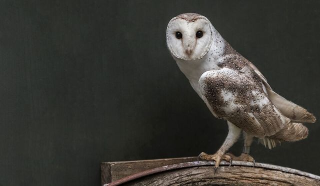 Canvas Print - Barn Owl B01