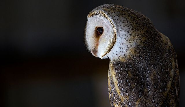 Canvas Print - Barn Owl B03