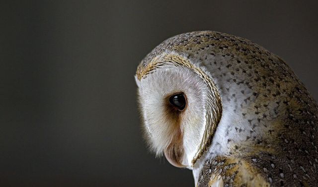 Canvas Print - Barn Owl B04