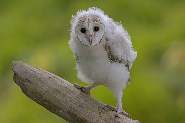 Canvas Print - Barn Owl B05