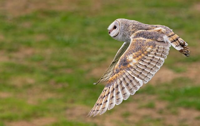 Canvas Print - Barn Owl B06