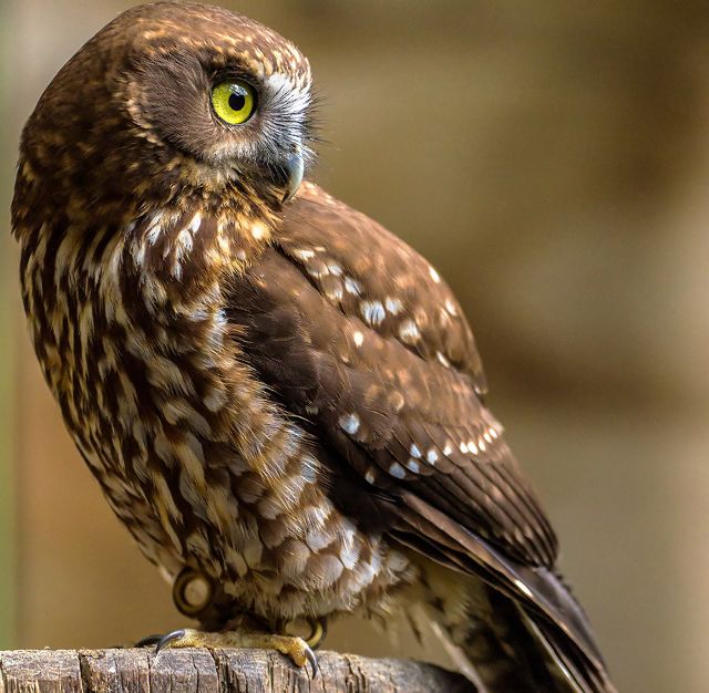 Canvas Print - Morepork M02