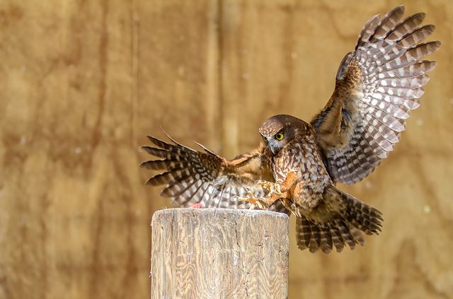 Canvas Print - Morepork M03