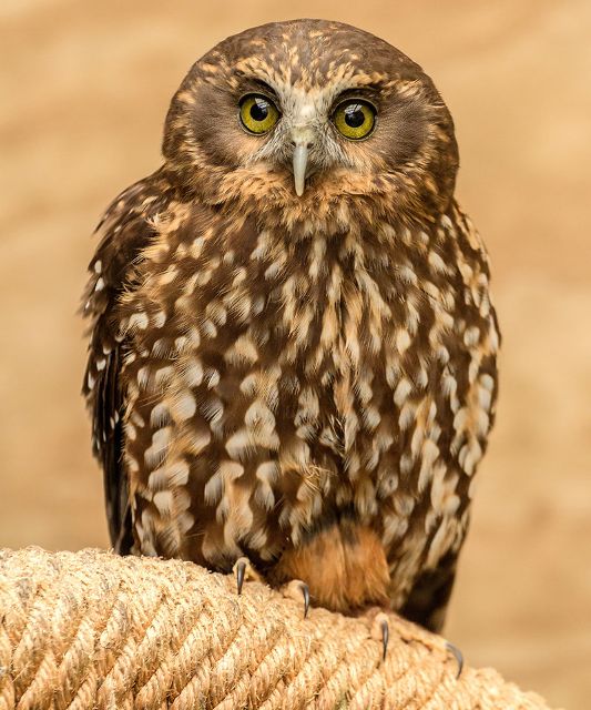 Canvas Print - Morepork M04