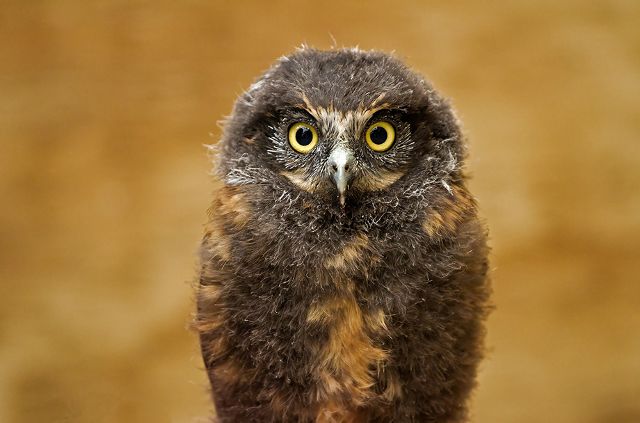 Canvas Print - Morepork M06
