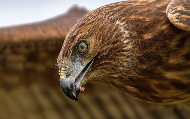 Canvas Print - Hawk H01