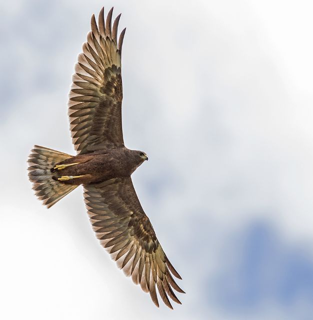 Canvas Print - Hawk H02