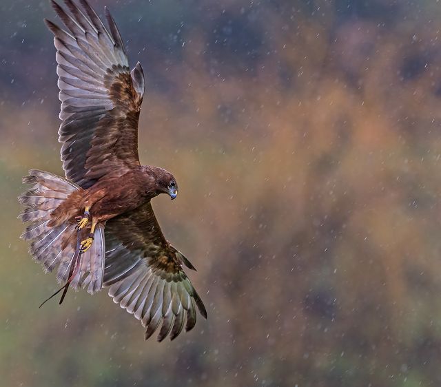Canvas Print - Hawk H03