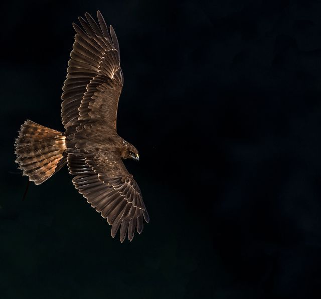 Canvas Print - Hawk H04